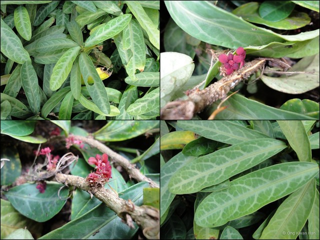 Breynia spatulifolia•&copy; Ong Kwan Han•All Rights Reserved