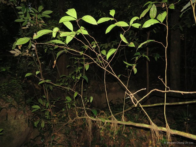 Cleistanthus macrophyllus•&copy; Reuben Chong Jin Lim•All Rights Reserved