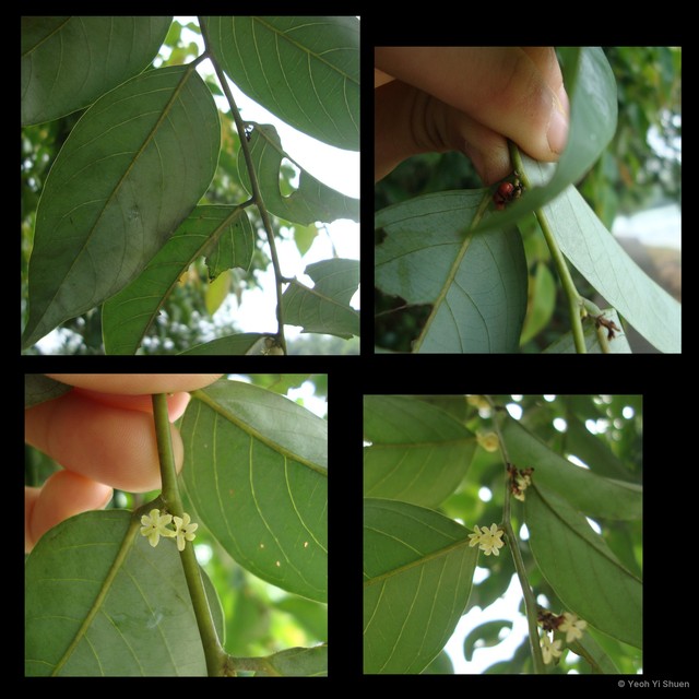 Glochidion lutescens•&copy; Yeoh Yi Shuen•All Rights Reserved