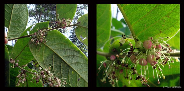 Glochidion superbum•&copy; Yeoh Yi Shuen•All Rights Reserved