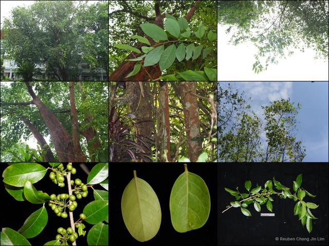 Margaritaria indica•&copy; Reuben Chong Jin Lim•All Rights Reserved