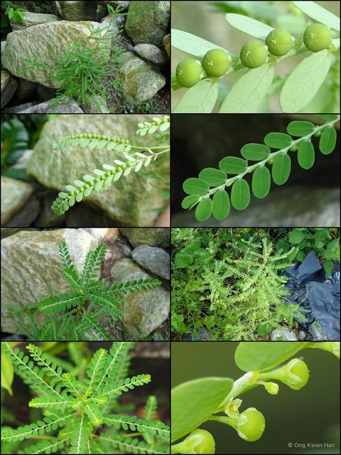 Phyllanthus amarus•&copy; Ong Kwan Han•All Rights Reserved