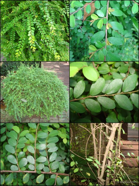 Phyllanthus cochinchinensis•&copy; Ong Kwan Han•All Rights Reserved