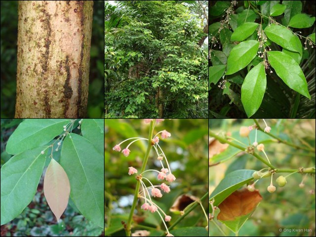 Phyllanthus cuscutiflorus•&copy; Ong Kwan Han•All Rights Reserved
