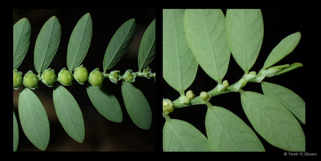 Phyllanthus debilis•&copy; Yeoh Yi Shuen•All Rights Reserved