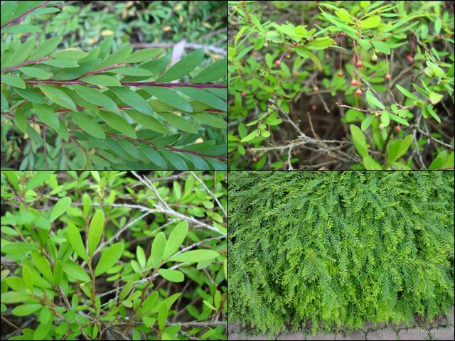 Phyllanthus myrtifolius•&copy; Ong Kwan Han•All Rights Reserved