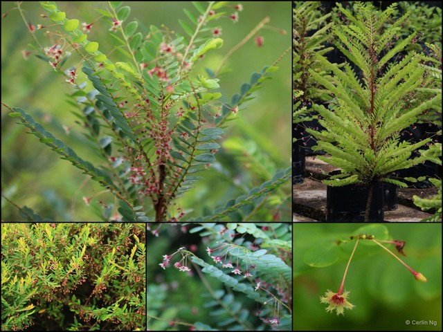 Phyllanthus pulcher•&copy; Cerlin Ng•All Rights Reserved