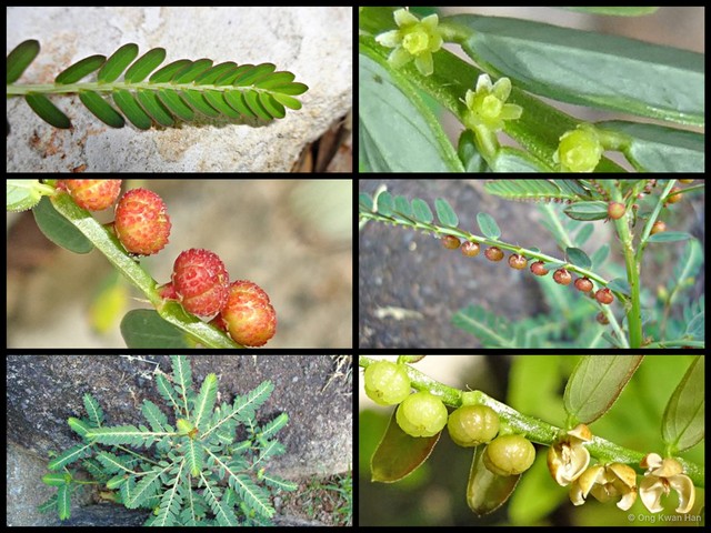 Phyllanthus urinaria•&copy; Ong Kwan Han•All Rights Reserved