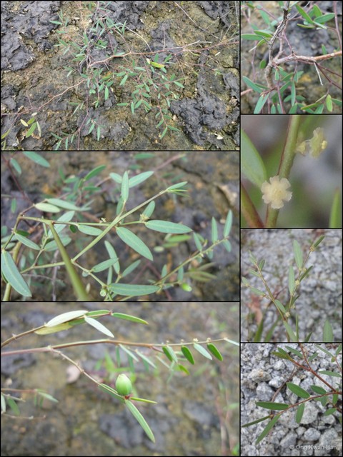 Synostemon bacciformis•&copy; Ong Kwan Han•All Rights Reserved