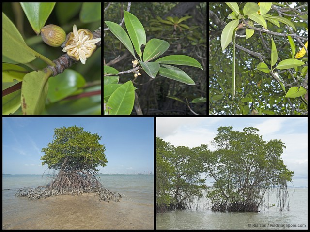 Rhizophora apiculata•&copy; Ria Tan•All Rights Reserved