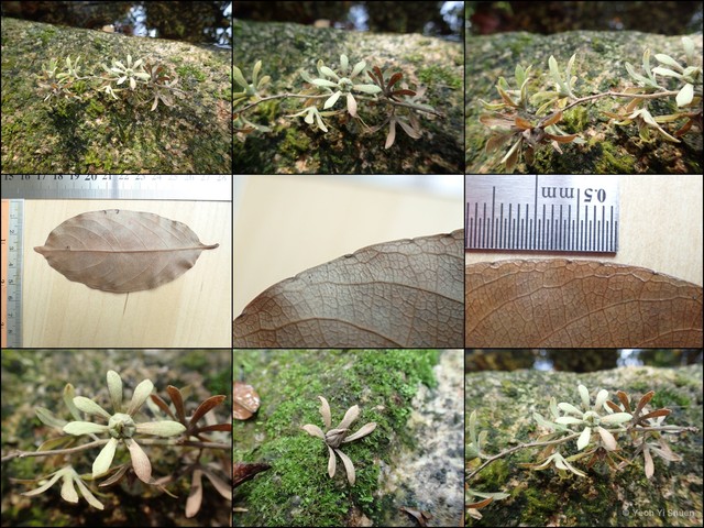 Homalium grandiflorum•&copy; Yeoh Yi Shuen•All Rights Reserved
