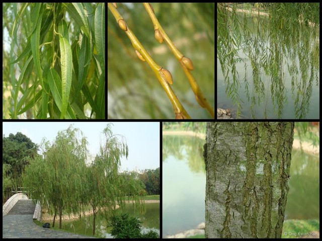 Salix (Salix) babylonica•&copy; Ong Kwan Han•All Rights Reserved