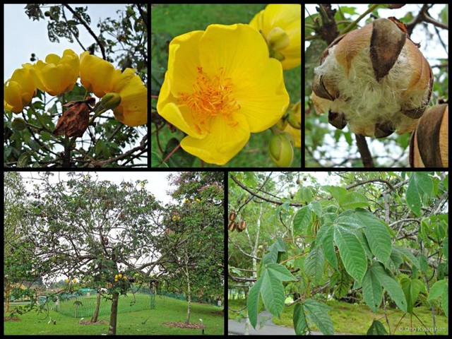 Cochlospermum religiosum•&copy; Ong Kwan Han•All Rights Reserved