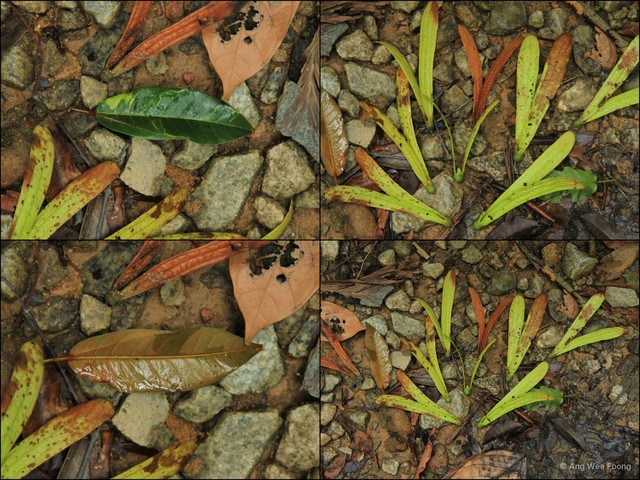 Anisoptera laevis•&copy; Ang Wee Foong•All Rights Reserved
