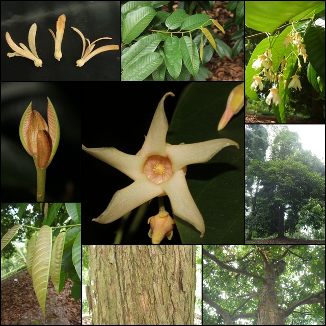 Anthoshorea bracteolata•&copy; Ang Wee Foong•All Rights Reserved