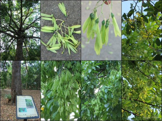 Anthoshorea roxburghii•&copy; Yeoh Yi Shuen•All Rights Reserved