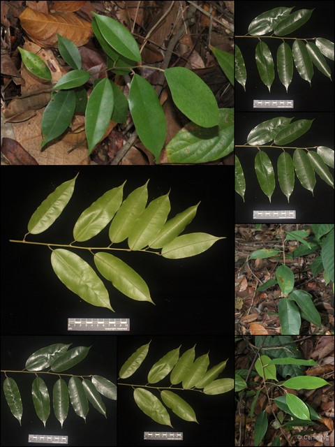 Cotylelobium lanceolatum•&copy; Cerlin Ng•All Rights Reserved