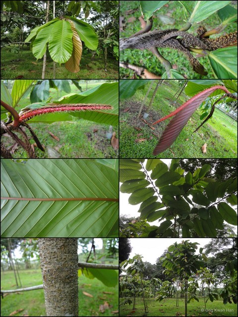 Dipterocarpus cornutus•&copy; Ong Kwan Han•All Rights Reserved