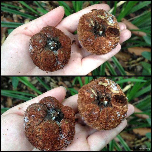 Dipterocarpus elongatus•&copy; Cerlin Ng•All Rights Reserved