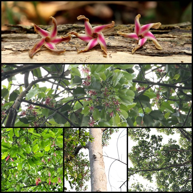 Dipterocarpus grandiflorus•&copy; Louise Neo•All Rights Reserved