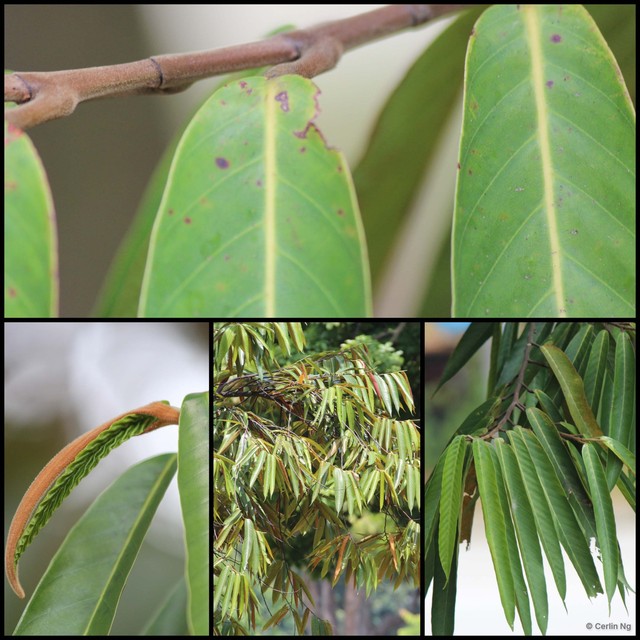 Dipterocarpus oblongifolius•&copy; Cerlin Ng•All Rights Reserved