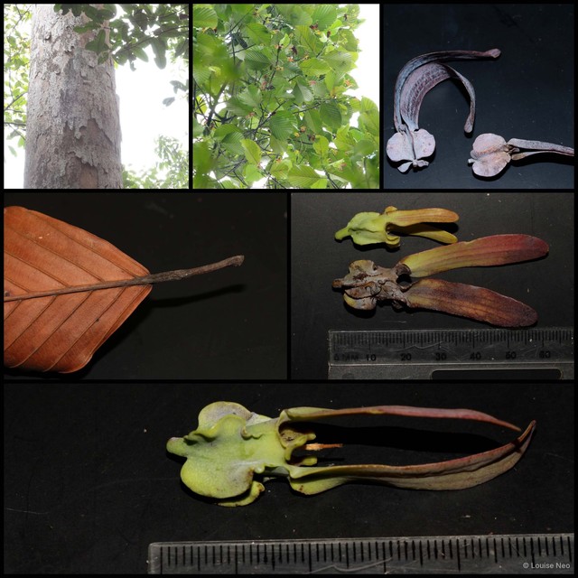 Dipterocarpus palembanicus•&copy; Louise Neo•All Rights Reserved