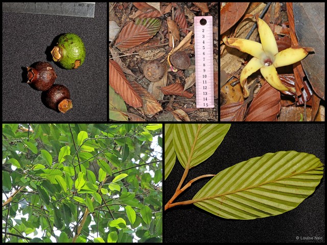 Dipterocarpus tempehes•&copy; Louise Neo•All Rights Reserved