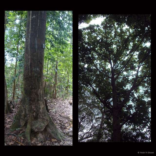 Hopea mengarawan•&copy; Yeoh Yi Shuen•All Rights Reserved