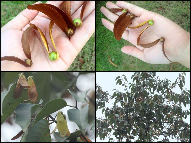 Hopea nutans•&copy; Cerlin Ng•All Rights Reserved