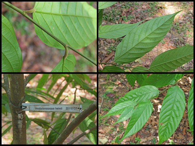 Neobalanocarpus heimii•&copy; Yeoh Yi Shuen•All Rights Reserved