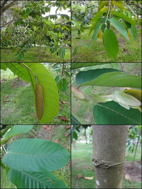 Rubroshorea macrophylla•&copy; Ong Kwan Han•All Rights Reserved