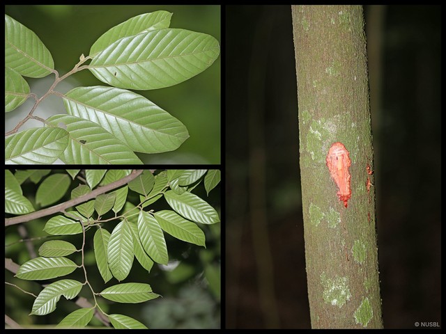 Rubroshorea platycarpa•&copy; NUSBL•All Rights Reserved