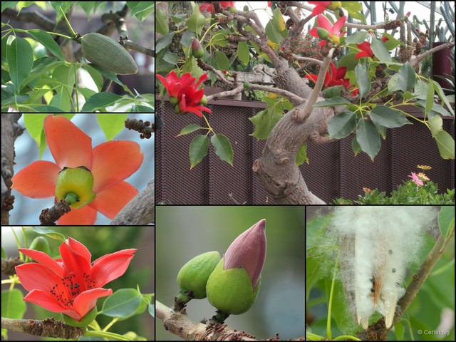 Bombax ceiba var. leiocarpum•&copy; Cerlin Ng•All Rights Reserved