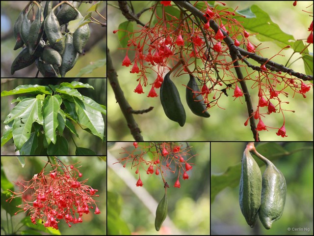 Brachychiton acerifolius•&copy; Cerlin Ng•All Rights Reserved