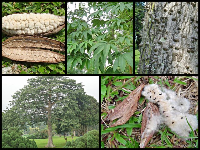 Ceiba pentandra•&copy; Ong Kwan Han•All Rights Reserved