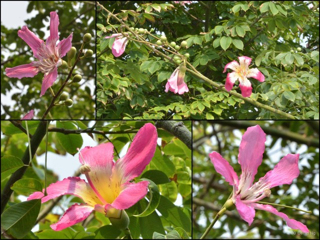 Ceiba speciosa•&copy; Cerlin Ng•All Rights Reserved