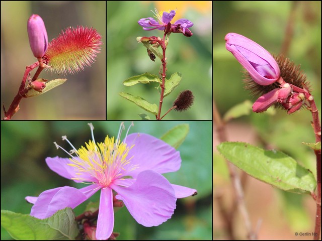 Clappertonia ficifolia•&copy; Cerlin Ng•All Rights Reserved