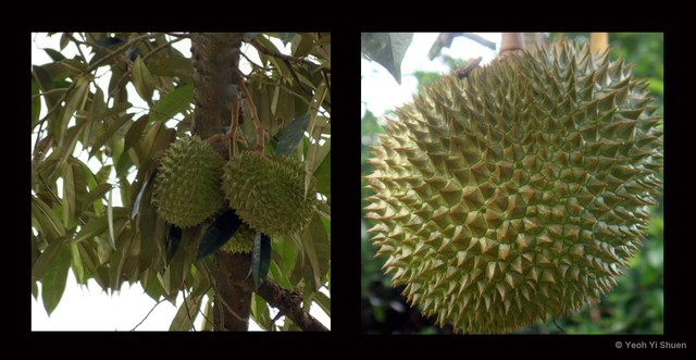 Durio zibethinus•&copy; Yeoh Yi Shuen•All Rights Reserved