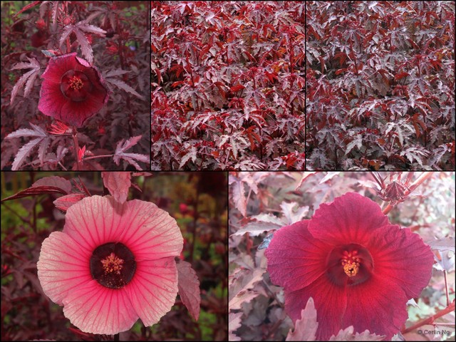 Hibiscus acetosella•&copy; Cerlin Ng•All Rights Reserved