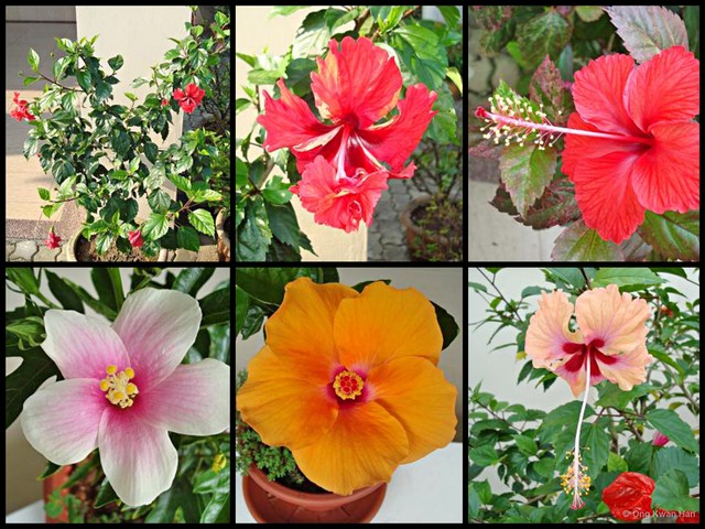 Hibiscus rosa-sinensis•&copy; Ong Kwan Han•All Rights Reserved