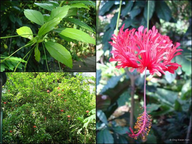 Hibiscus schizopetalus•&copy; Ong Kwan Han•All Rights Reserved