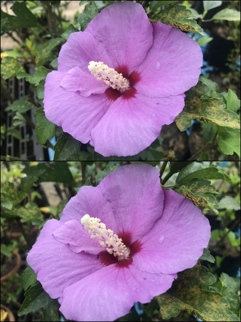 Hibiscus syriacus•&copy; Ang Wee Foong•All Rights Reserved