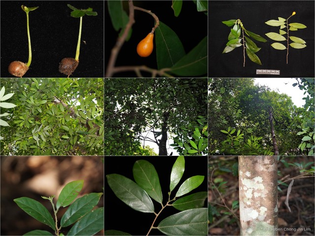 Microcos antidesmifolia var. antidesmifolia•&copy; Reuben Chong Jin Lim•All Rights Reserved