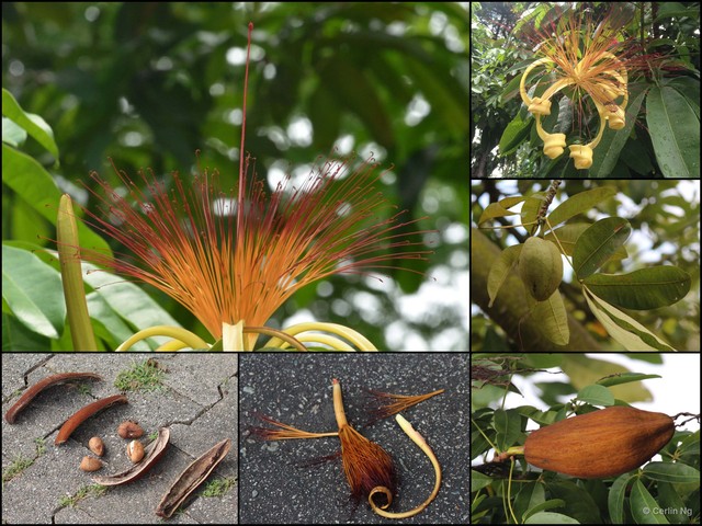 Pachira aquatica•&copy; Cerlin Ng•All Rights Reserved