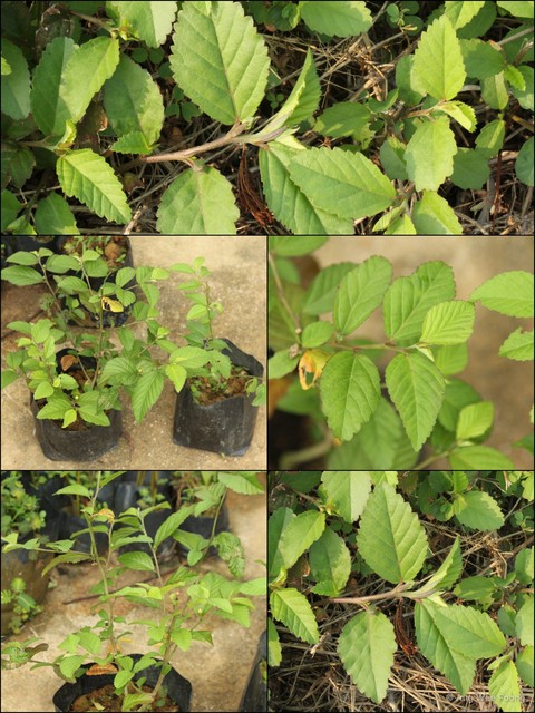 Sida cordifolia•&copy; Ang Wee Foong•All Rights Reserved