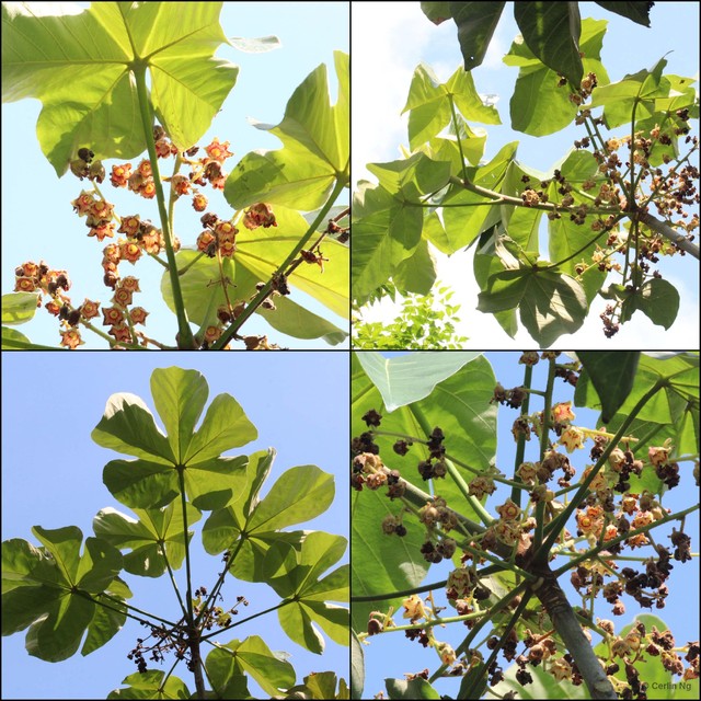 Sterculia apetala•&copy; Cerlin Ng•All Rights Reserved