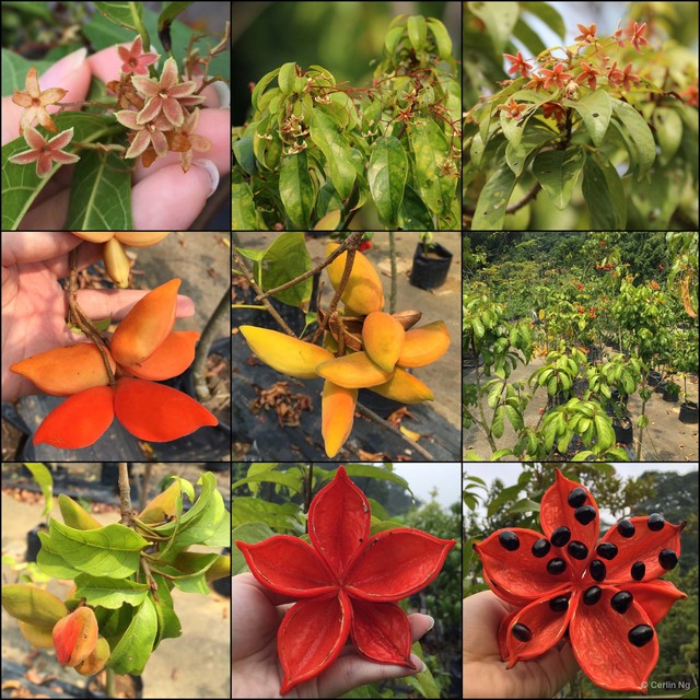 Sterculia lanceolata var. coccinea•&copy; Cerlin Ng•All Rights Reserved