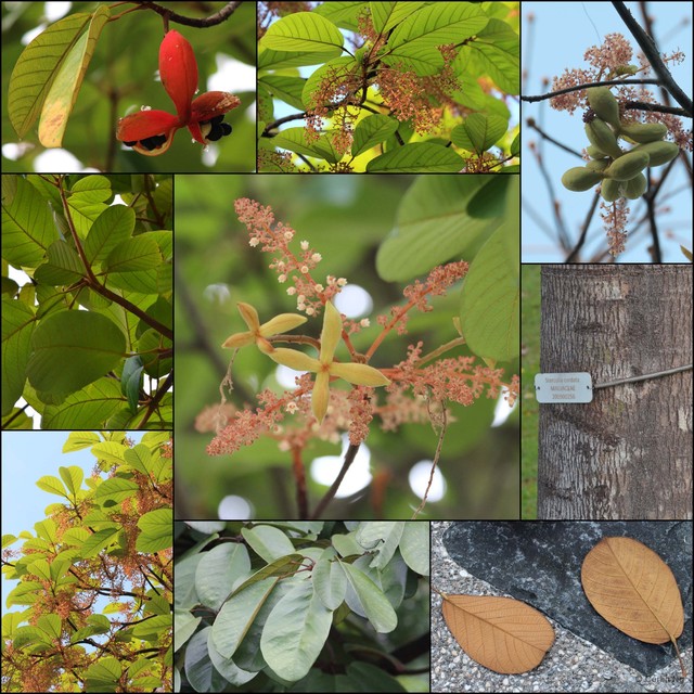 Sterculia cordata•&copy; Cerlin Ng•All Rights Reserved