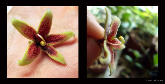 Sterculia foetida•&copy; Yeoh Yi Shuen•All Rights Reserved
