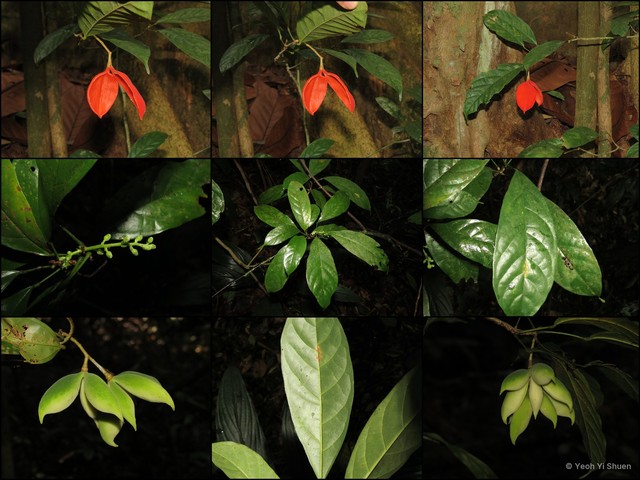 Sterculia hamiltonii•&copy; Yeoh Yi Shuen•All Rights Reserved